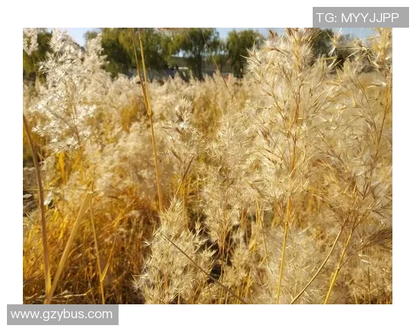 黄磊专访:畅谈乒乓球生涯与成长历程的点滴回忆